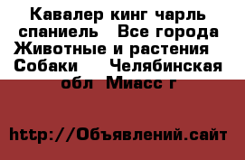 Кавалер кинг чарль спаниель - Все города Животные и растения » Собаки   . Челябинская обл.,Миасс г.